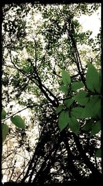 Low angle view of tree