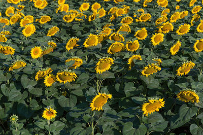 Close-up of yellow flowers