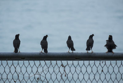 Birds perching on fence against sky