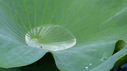 Close-up of green leaf on water