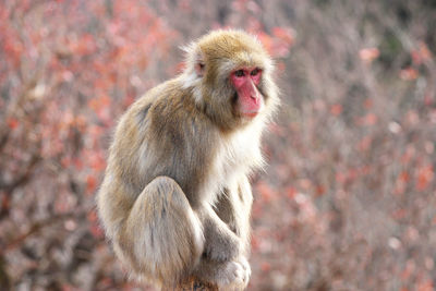 Close-up of monkey