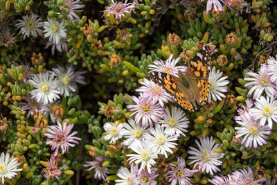 Close-up of white daisy flowers