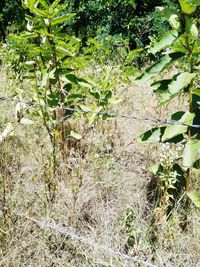 Plants growing in forest