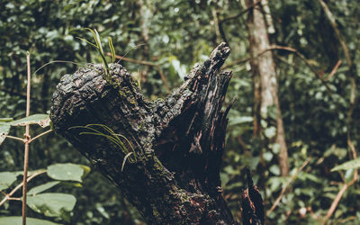 Close-up of leaf on tree trunk in forest