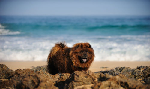 Squirrel on rock at beach against sky