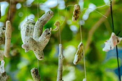 Close-up of dry plant outdoors