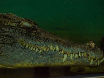 Close-up side view of crocodile