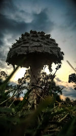 Close-up of flower tree against sky