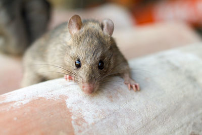 Portrait of country little mouse looking in camera