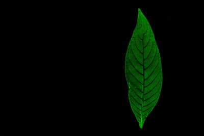 Close-up of leaf against black background