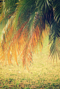 Close-up of palm tree in field