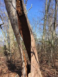 Low angle view of bare trees in forest