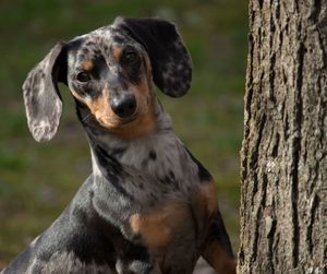 Close-up of a dog