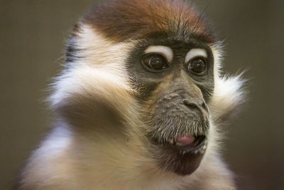 Close-up of monkey