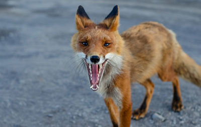 Portrait of fox standing on ground