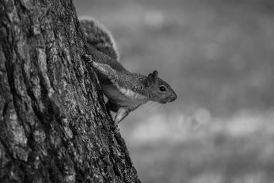 Close-up of squirrel on tree trunk