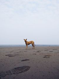 Giraffe standing on beach against sky