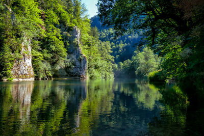 Scenic view of lake in forest