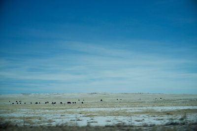 Flock of birds on landscape against blue sky