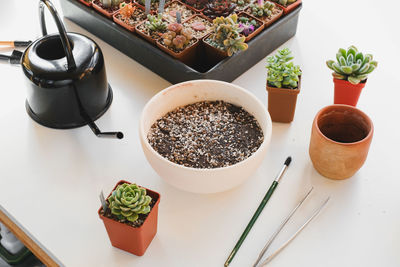 High angle view of potted plant on table