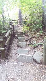 Steps amidst trees