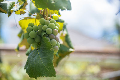 Close-up of grapes growing on tree