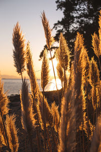 Close-up of stalks in field against sunset sky