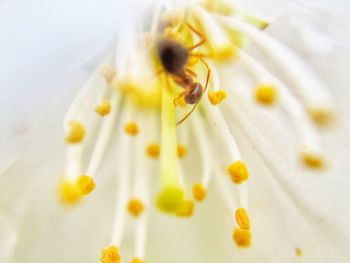 Close-up of insect on yellow flower