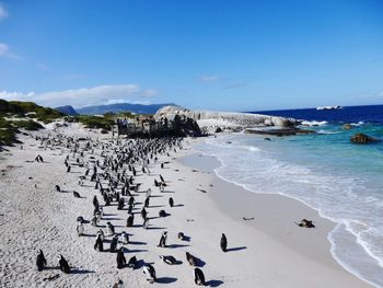 Beach anda penguins 