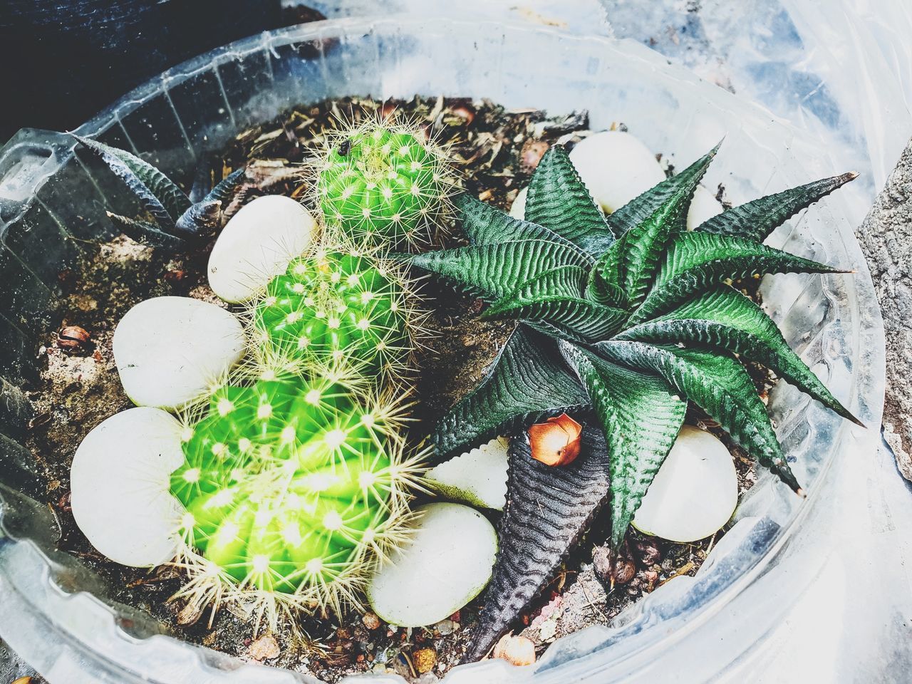 high angle view, no people, green color, egg, day, animal, nature, close-up, outdoors, succulent plant, container, food and drink, food, still life, animal themes, cactus, celebration, directly above