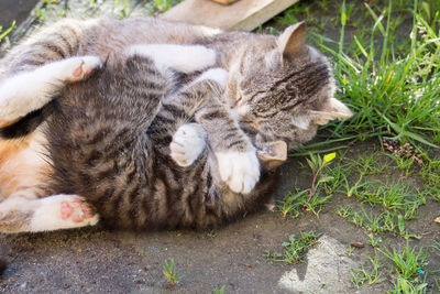 Close-up of a cat sleeping