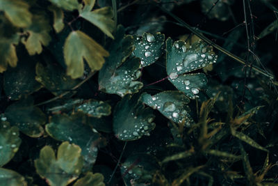 Close-up of raindrops on leaves