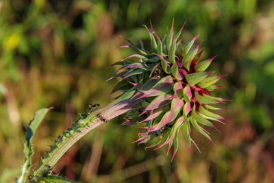 Close-up of plant