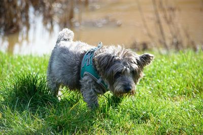 View of a dog on field