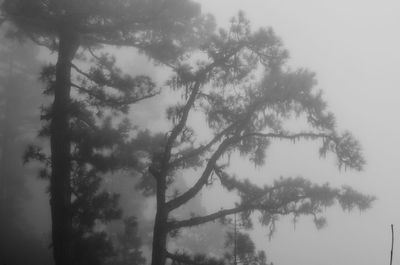 Low angle view of trees against sky