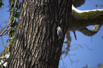 Low angle view of bird perching on tree trunk