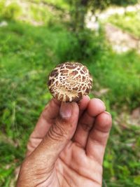 Close-up of hand holding plant