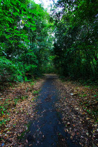 Trees in forest