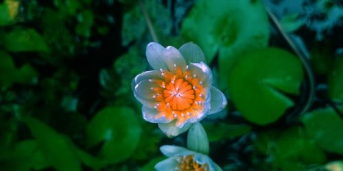 Close-up of orange flower