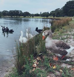 Swans swimming in lake