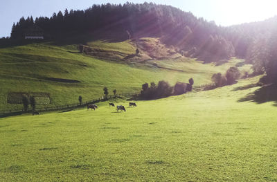 Sheep grazing on grassy field