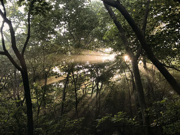 Sunlight streaming through trees in forest