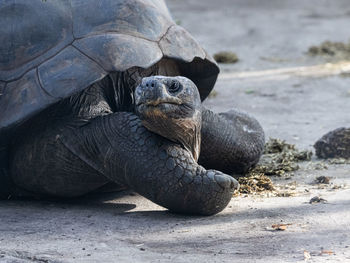 Close-up of tortoise on concrete