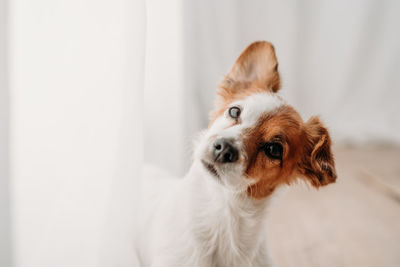 Cute jack russell dog standing by window in new home