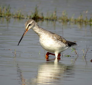 Marsh sandpiper