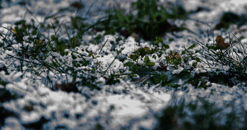 Close-up of frozen plant on field