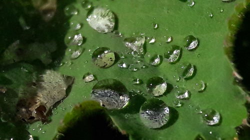 Close-up of raindrops on leaves