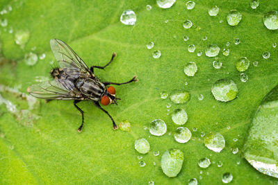 Close-up of insect on grass