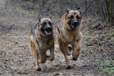 Dogs on ground