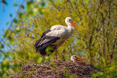 Bird perching on nest